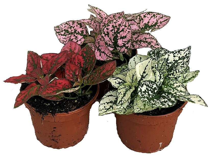 Polka Dot Plant, Hypoestes Phyllostachya Outdoor – image 1