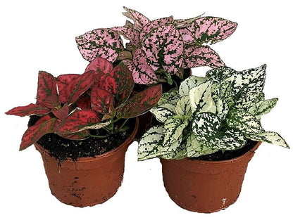 Polka Dot Plant, Hypoestes Phyllostachya Outdoor – image 1