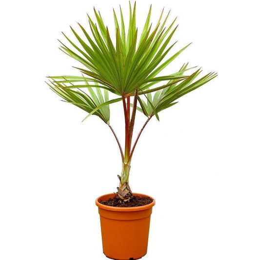 Red Latan Palm, Latania Lontaroides – image 1