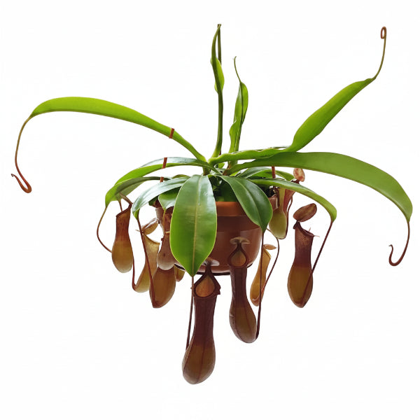Monkey Jar , Nepenthes – image 2