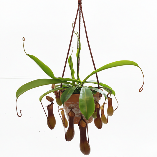 Monkey Jar , Nepenthes – image 1
