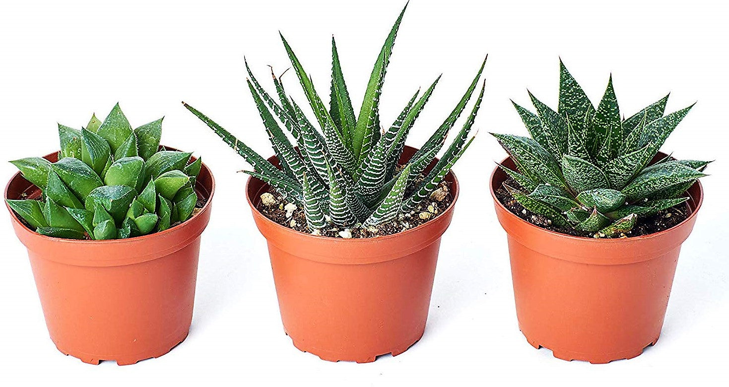 Haworthia Succulents – image 6
