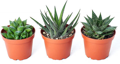 Haworthia Succulents – image 6