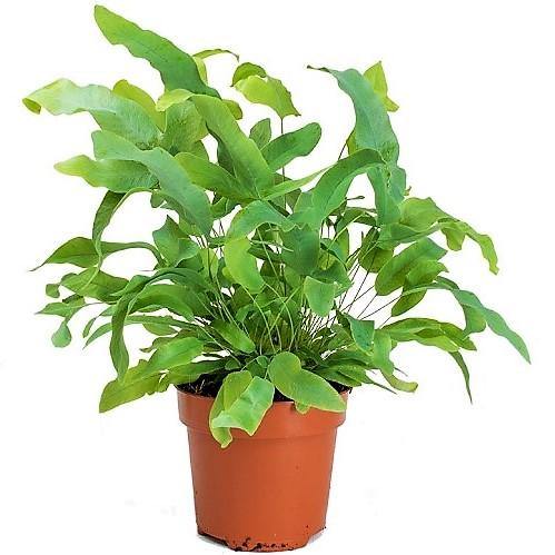 Blue Star Fern, Phlebodium Blue Star – image 3