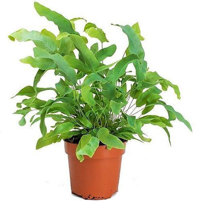 Blue Star Fern, Phlebodium Blue Star – image 3