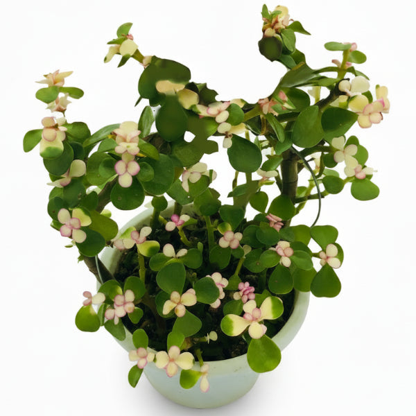 Elephant Bush, Portulacaria Bonsai – image 1
