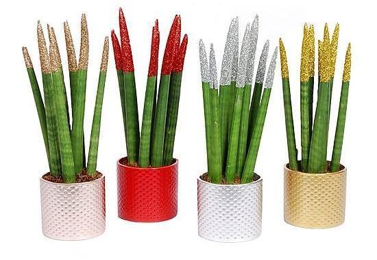African spear , Sansevieria Cylindrica – image 4