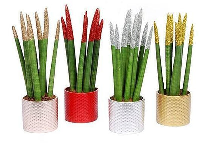 African spear , Sansevieria Cylindrica – image 4