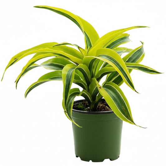 Dracaena Lemon Lime - Evergreen Indoor Plant – Green Plants