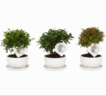 Mini Bonsai Mixed (One Plant in Pot) – image 5