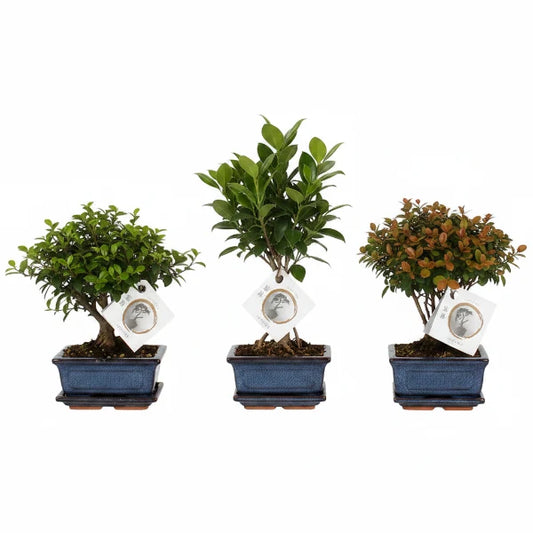 Mini Bonsai Mixed (One Plant in Pot) – image 1