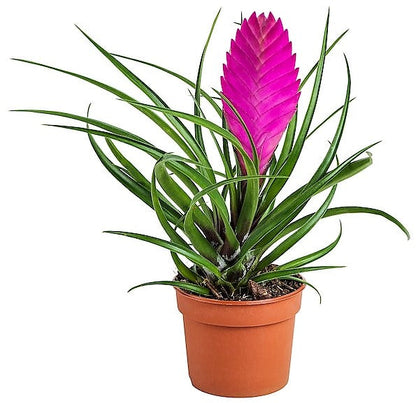 Pink Quill Tillandsia Cyanea – image 1