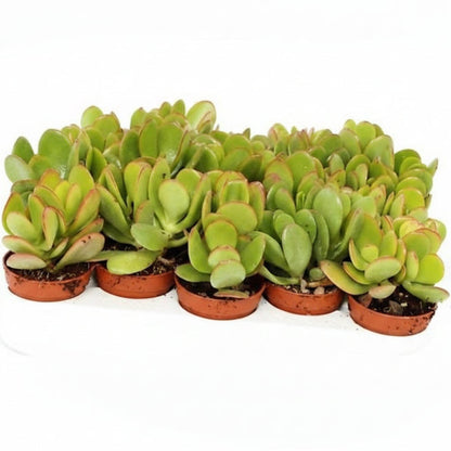 Crassula ovata Mini, Dollar Plant, Jade Plant – image 2