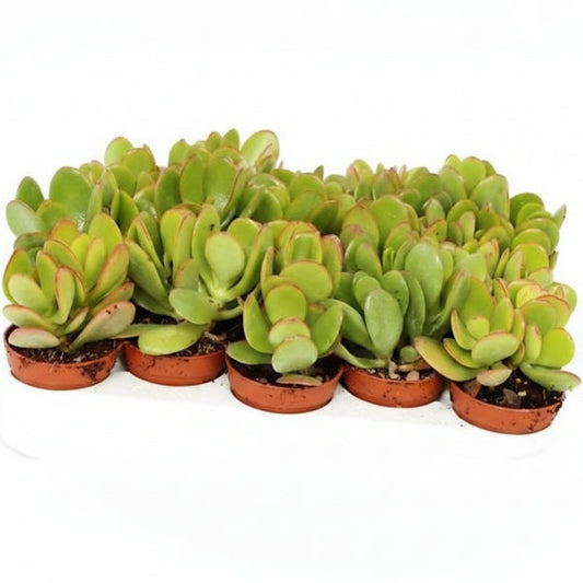 Crassula ovata Mini, Dollar Plant, Jade Plant – image 2