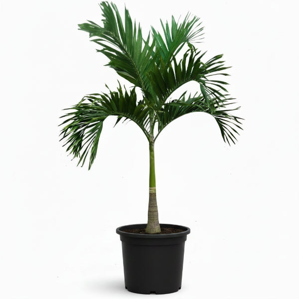 Manila Palm, Veitchia Merrillii – image 3