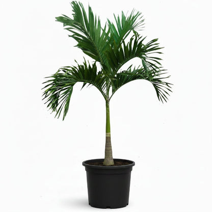 Manila Palm, Veitchia Merrillii – image 3