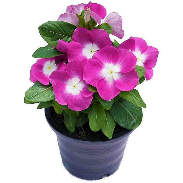 Vinca Flowers (small), Periwinkle – image 3