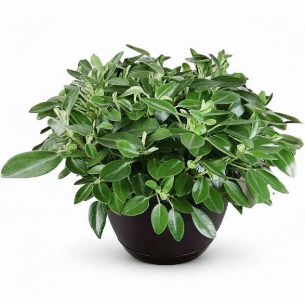 Green Leaf Peperomia , Peperomia Angulate – image 5