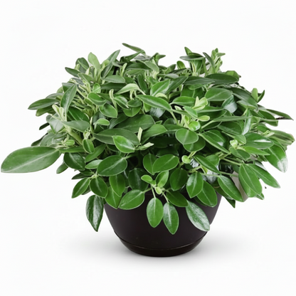 Green Leaf Peperomia , Peperomia Angulate – image 5