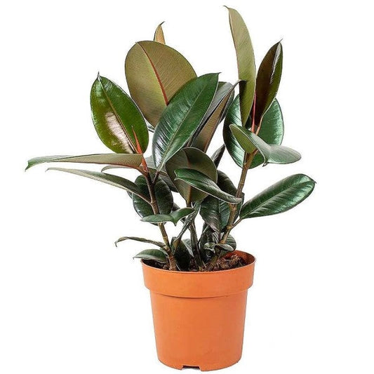 Ficus elastic Abidjan, Rubber Plant – image 2