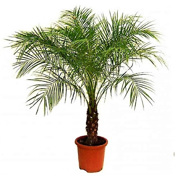 Phoenix Roebelenii, Miniature Date Palm, Dwarf Pygmy Date palm – image 1