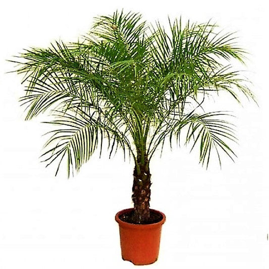 Phoenix Roebelenii, Miniature Date Palm, Dwarf Pygmy Date palm – image 1