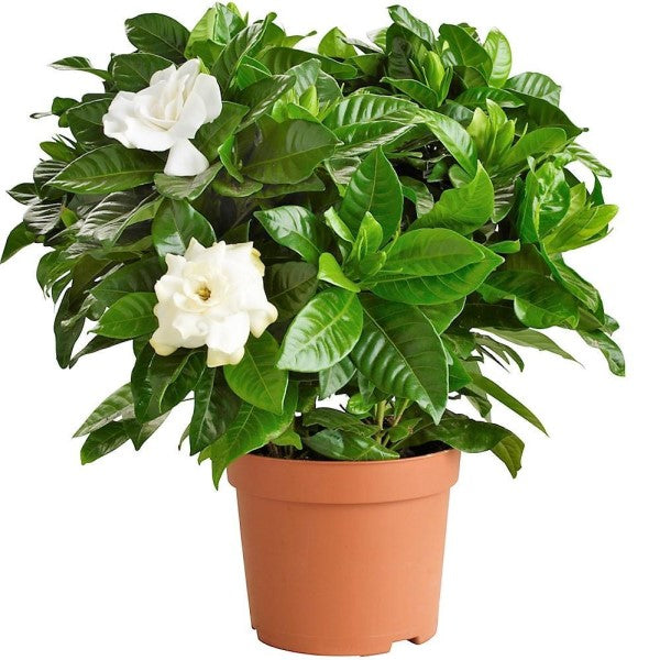Cape Jasmine, Gardenia Jasminoides, indoor – image 4
