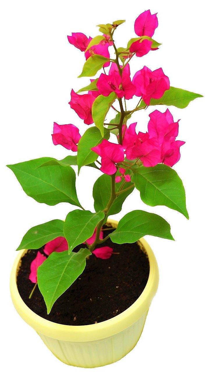 Bougainvillea Pink Pixie – image 4