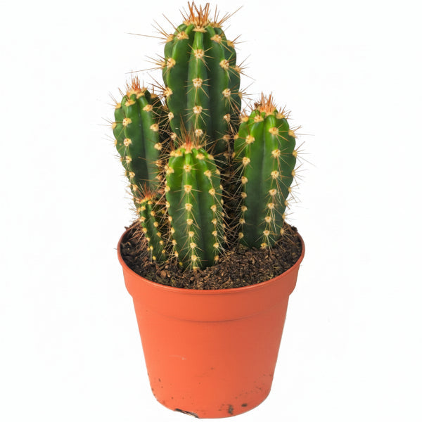 Echino Cactus – image 4