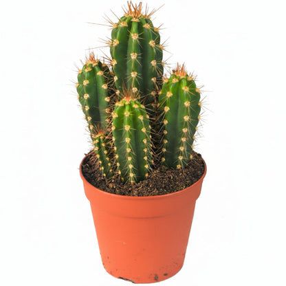 Echino Cactus – image 4