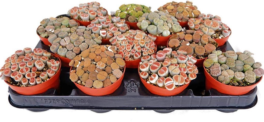 Living Stones , Lithops – image 4