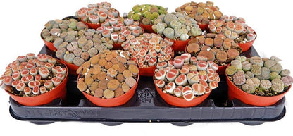 Living Stones , Lithops – image 4