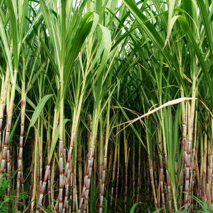 Saccharum Officinarum, Sugarcane – image 3