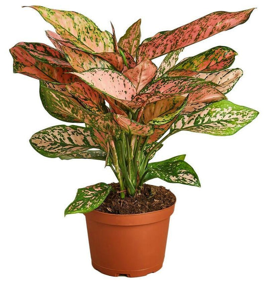 Aglaonema Pinkie - Air Purifying Indoor Plant – Green Plants