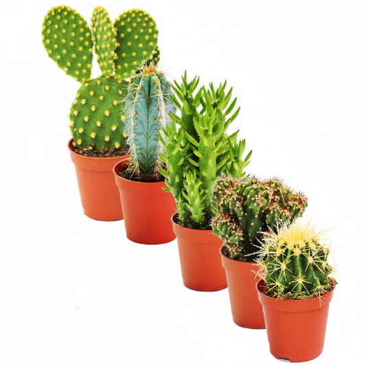 Ornamental Cactus – image 2