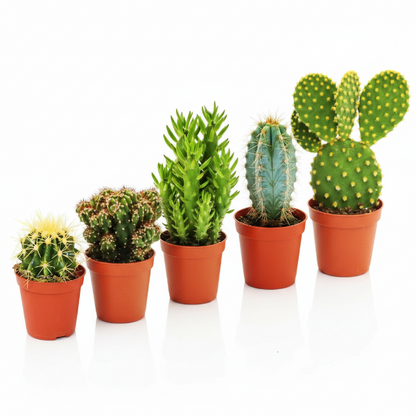 Ornamental Cactus – image 7