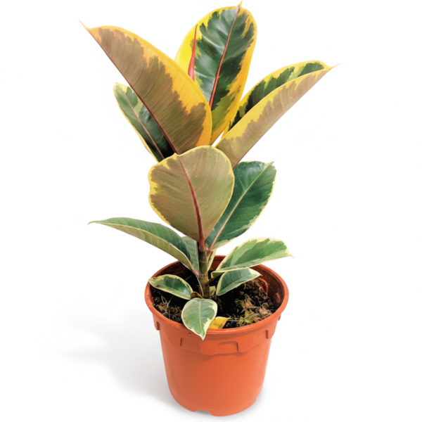 Ficus Elastic Tineke – image 1