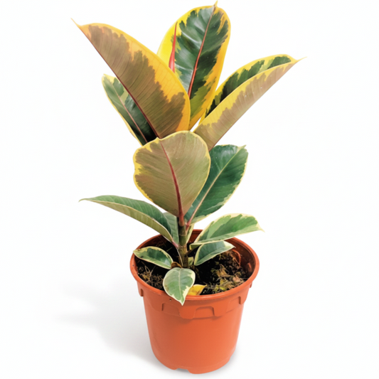 Ficus Elastic Tineke – image 1