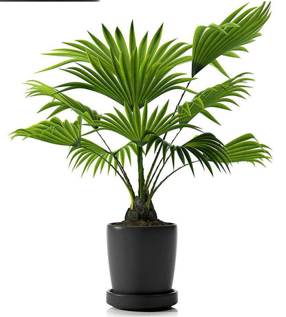 Chinese Fan Palm, Livistona Chinensis, Fountain Palm – image 4
