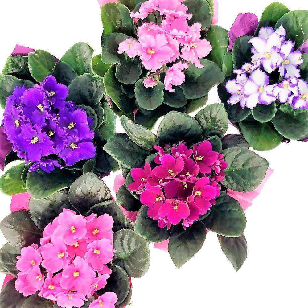 African Violets, Saintpaulia – image 3