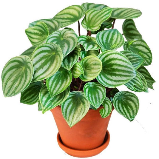 Watermelon Peperomia, Peperomia Argyreia – image 1