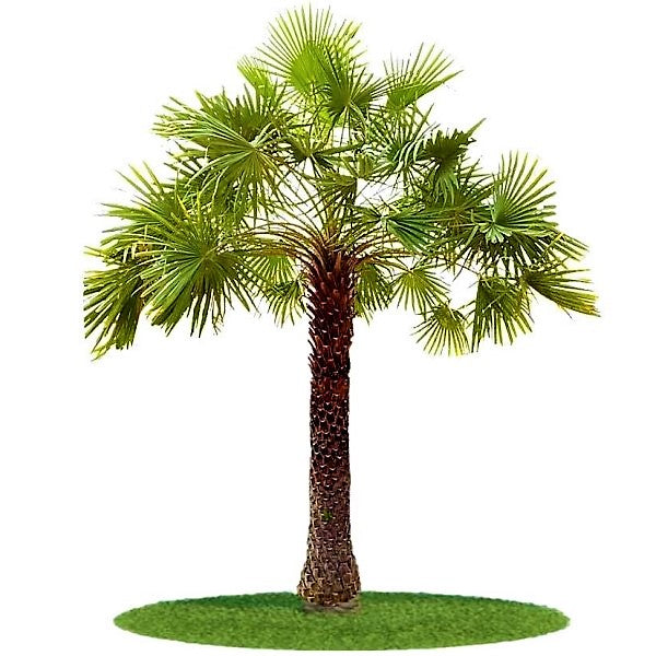 Wax Palm, Copernicia Prunifera – image 1