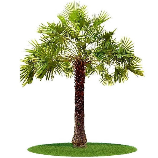 Wax Palm, Copernicia Prunifera – image 1