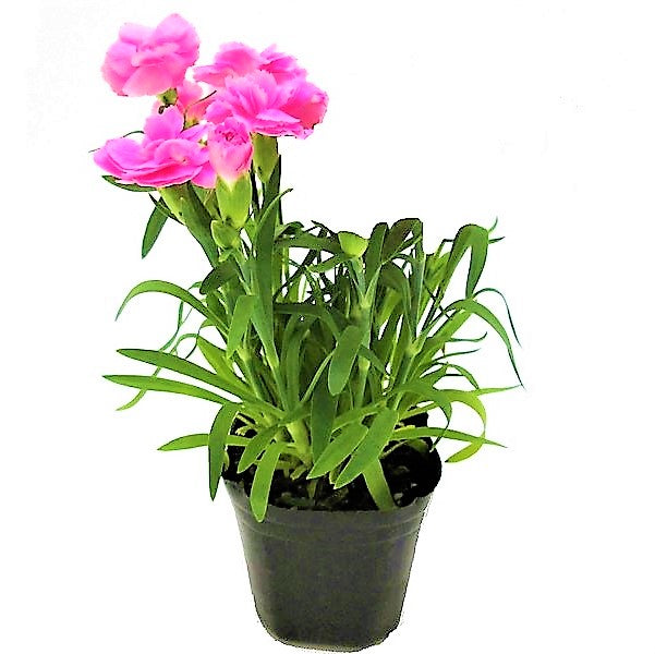 Dianthus Caryophyllus, Carnation (small) – image 2