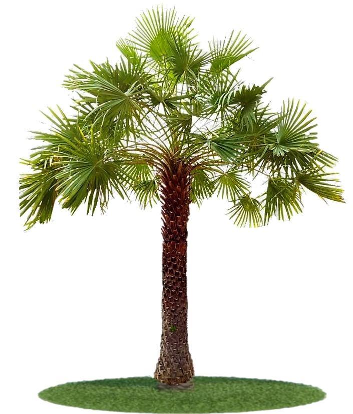Wax Palm, Copernicia Prunifera – image 5