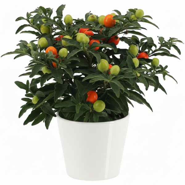 Jerusalem cherry, Solanum pseudocapsicum – image 4