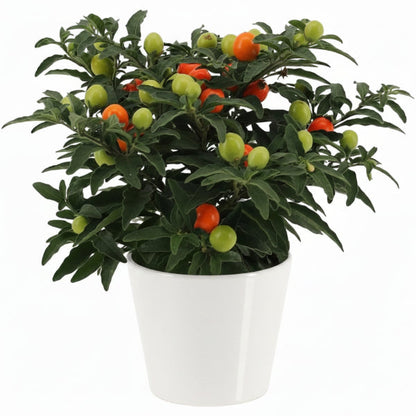 Jerusalem cherry, Solanum pseudocapsicum – image 4