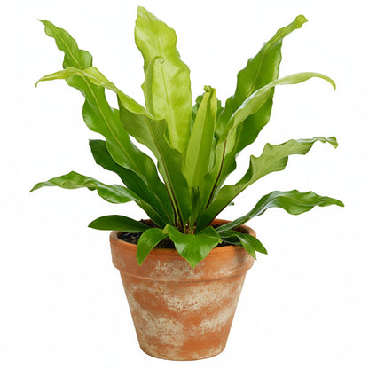 Bird’s Nest Fern, Asplenium Nidus – image 2