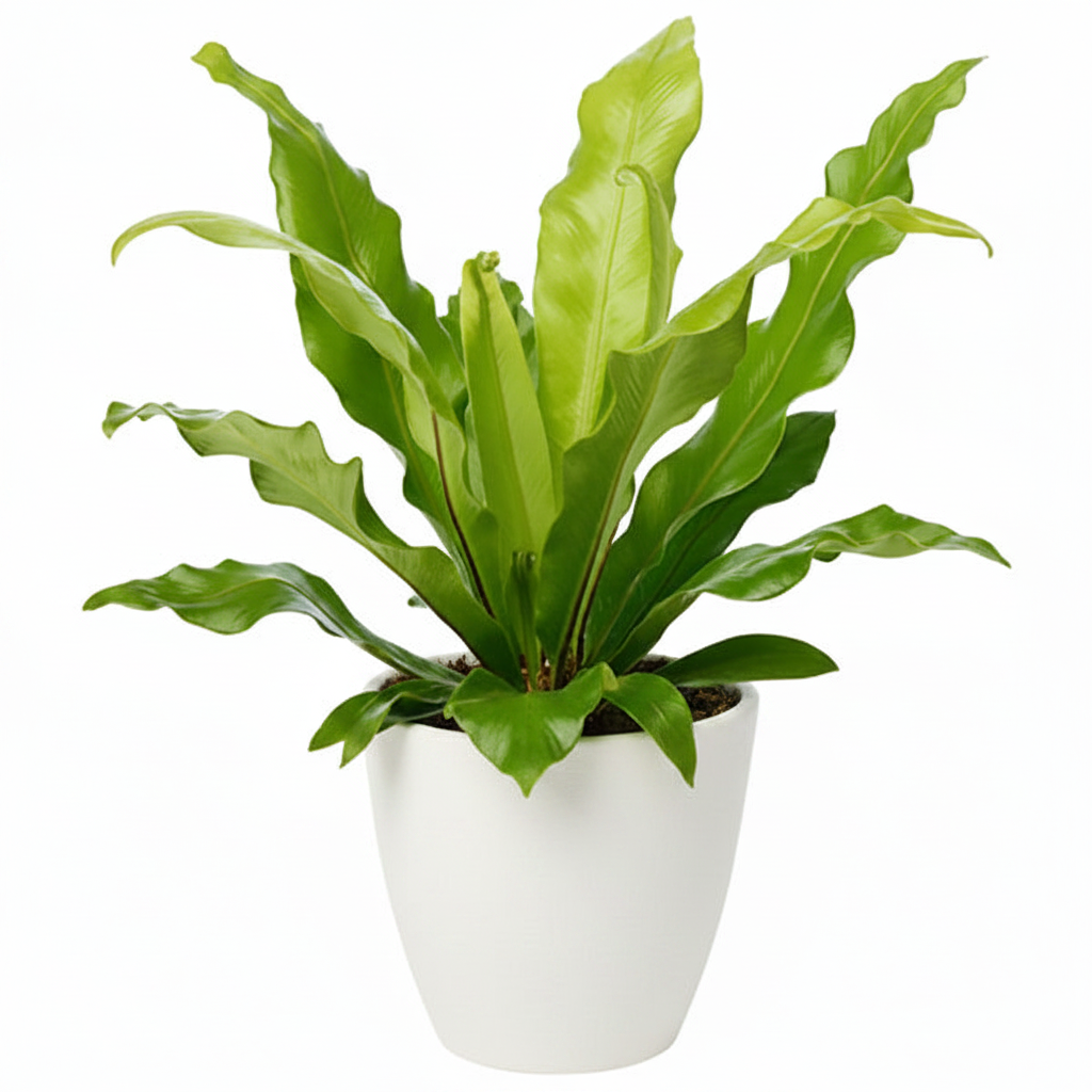 Bird’s Nest Fern, Asplenium Nidus – image 5