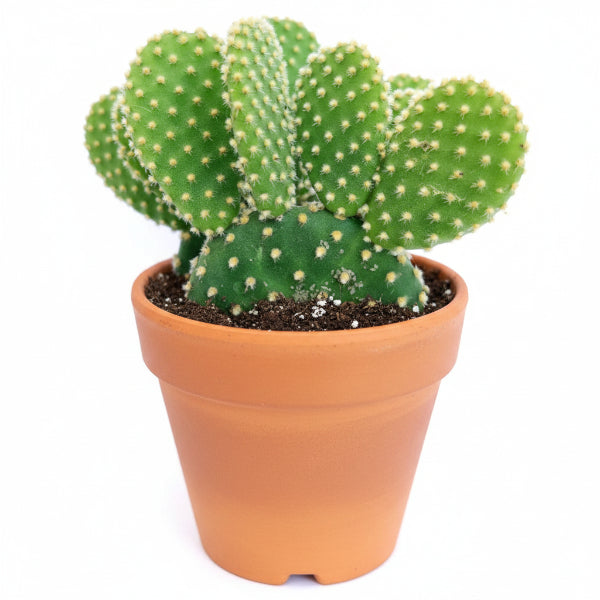 Bunny Ears, Cactus Opuntia Albata – image 1